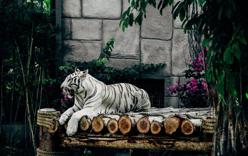 1 февраля 2022 года официально начинается год Черного Водяного тигра. Фото Pixabay