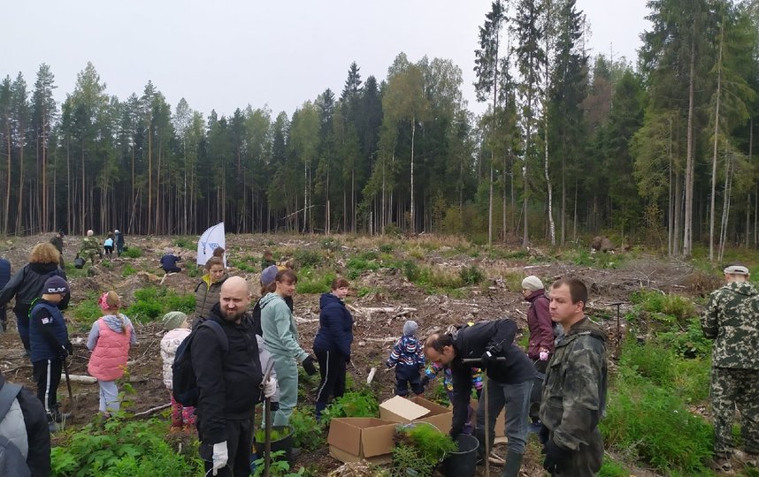 Петербургские волонтеры сообщества "За Наш Лес" за три года существования собрали около 30 тонн мусора и высадили сотни саженцев деревьев. Фото vk.com/forourforest