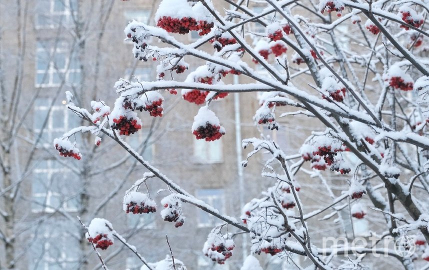 Рябина в снежном кружеве. Фото Алена Бобрович, "Metro"