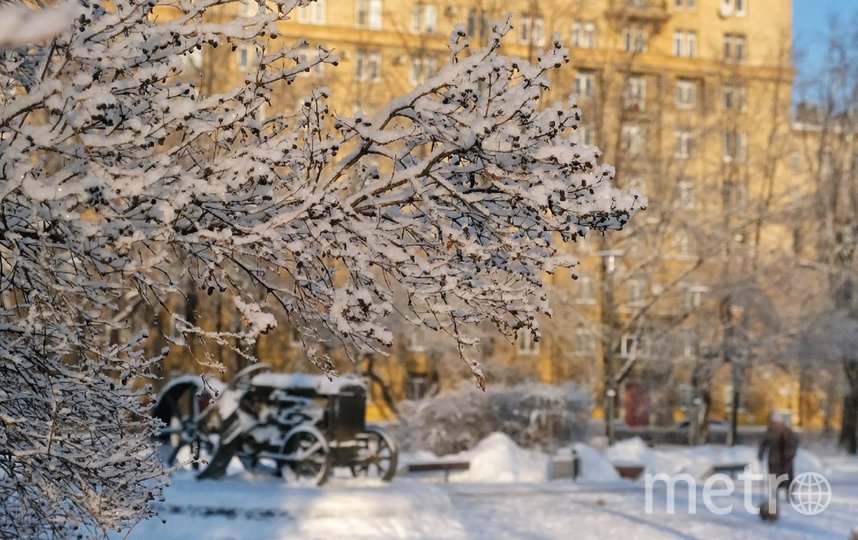 Деревья Петербурга накрыло снежными кружевами. Фото Алена Бобрович, "Metro"