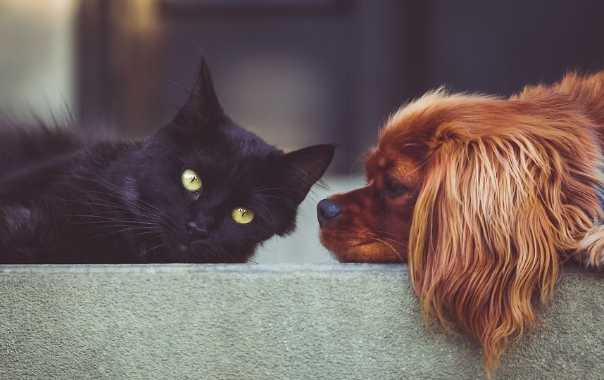 Новый законопроект коснется собак и кошек. Фото https://pixabay.com/