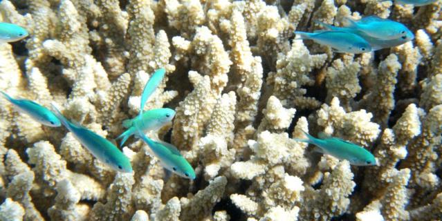 Большой Барьерный риф входит в список объектов Всемирного наследия ЮНЕСКО благодаря его разнообразным обитателям.