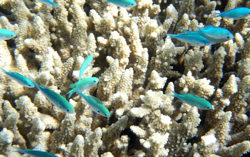Большой Барьерный риф входит в список объектов Всемирного наследия ЮНЕСКО благодаря его разнообразным обитателям. Фото pixabay.com