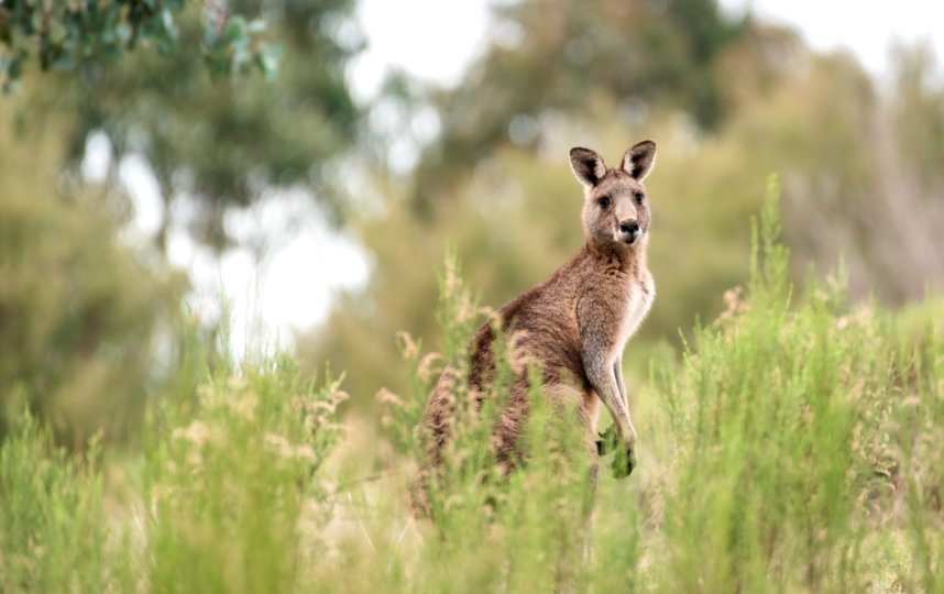 Кенгуру – один из символов Австралии. Фото pixabay.com