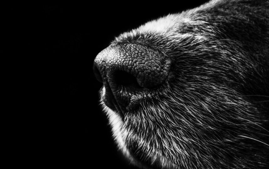 Остановить агрессивное поведение, сбить собаку с толку можно, аккуратно и нерезко распылив дезодорант, парфюм или баллончик. Фото https://pixabay.com/