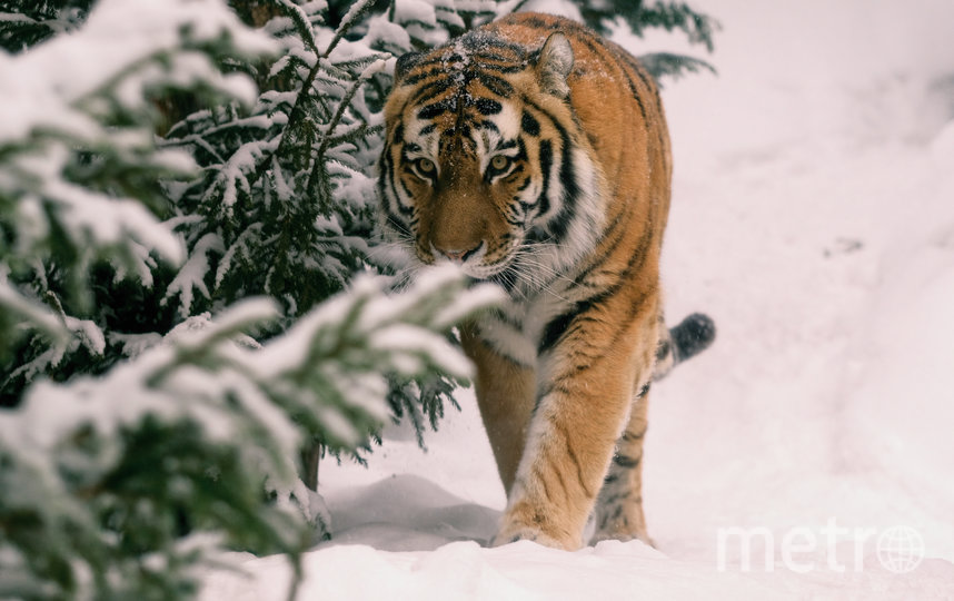 Тигр нагуливает аппетит перед обедом. По выходным тигров кормят в 13.30. Фото Алена Бобрович, "Metro"