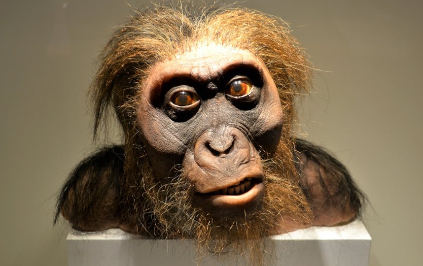 Homo neanderthalensis. Фото Pixabay
