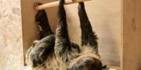 В Ленинградском зоопарке появился на свет малыш-ленивец
