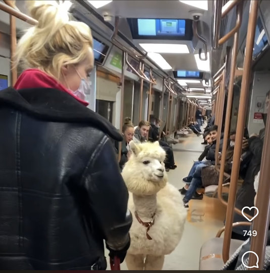 Альпака в московском метро. Фото Анна Кранц, Instagram