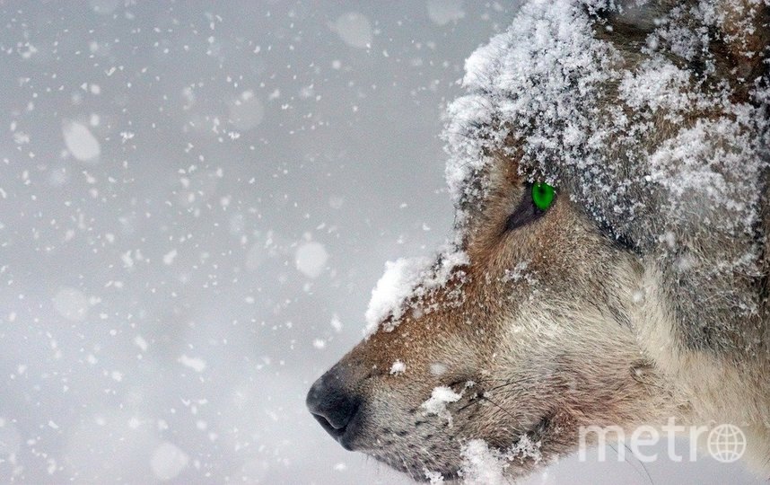 Депутат ЗакСа Ленобласти предложил отстреливать волков без охотничьей лицензии