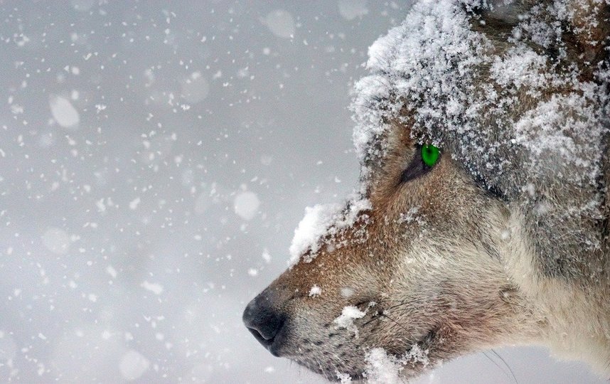 Депутат Законодательного собрания ЛенинградскоАндрей Гардашников предложил ввести охоту на волков без лицензии. Фото Pixabay