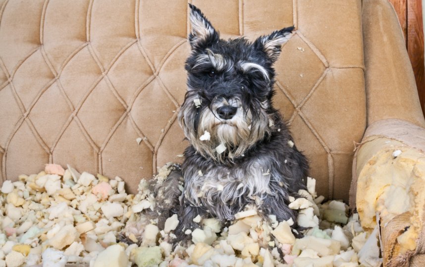 После ухода хозяина собаки перевоплощаются в грызунов | Shutterstock. 