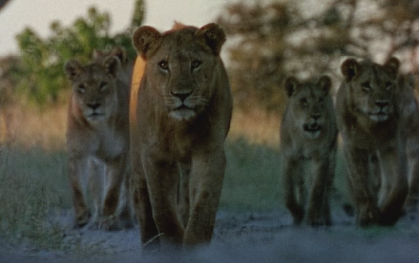 Кошки на прогулке | кадр из фильм «Вечные враги: львы и гиены». 