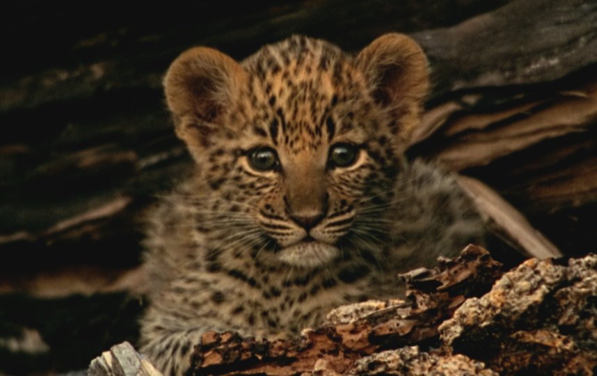 Звезда фильма «Глаз леопарда» – малышка Легадема | кадр из фильма «глаз леопарда». 