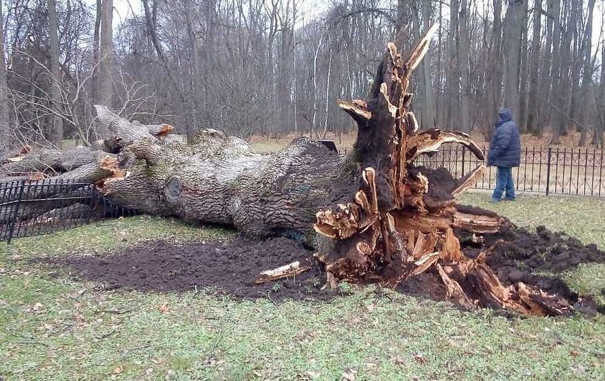 В ноябре прошлого года дерево, который посадил юный Иван Тургенев, упало из-за урагана. Фото rosdrevo.ru