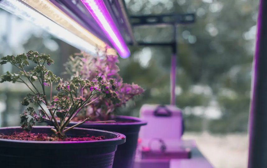 Подсвечивать растения можно, главное – не круглосуточно. 88studio / Shutterstock. 