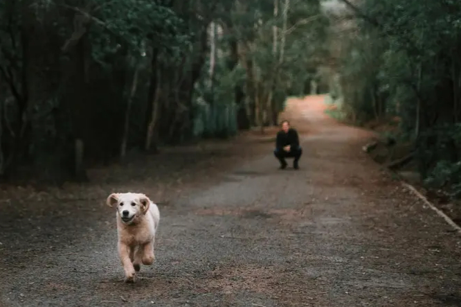 Во время прогулки собака может убежать от вас. Taryn Elliott / Pexels. 