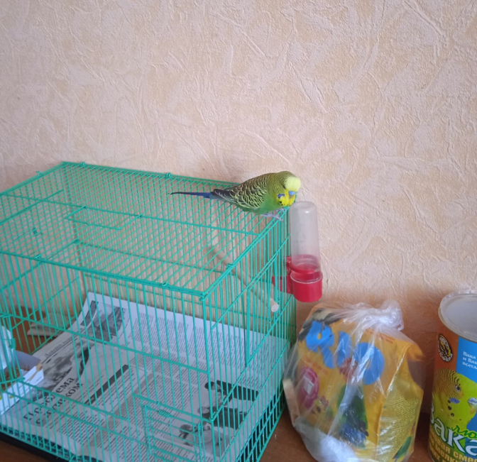 Попугай ни за что не хочет отходить от нового дома | все фото: Ольга Агапова. 
