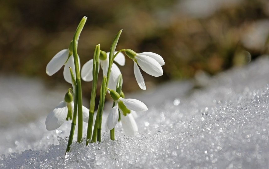 Апрель - один из самых нежных месяцев в году. Фото https://pixabay.com/