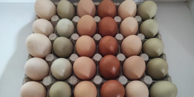 Каждый день куры несут от 30 до 50 яиц | фото предоставлено отцом Олегом.