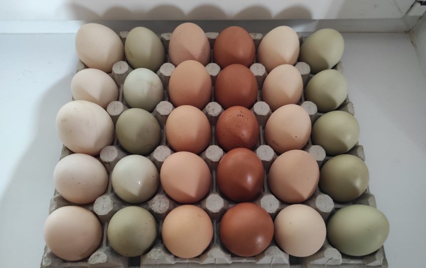 Каждый день куры несут от 30 до 50 яиц | фото предоставлено отцом Олегом. 