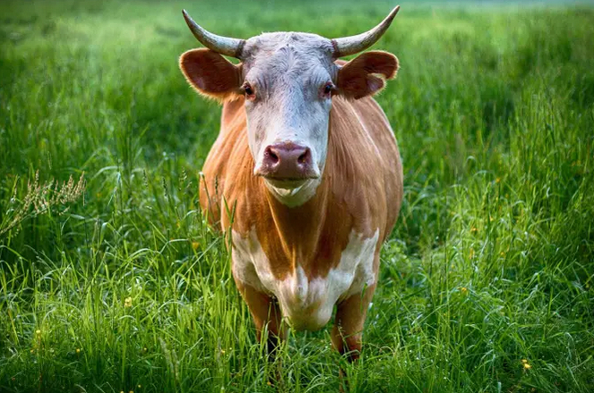 Корова требует того же ухода, что и коза. Фото Pixabay/Pexeles.
