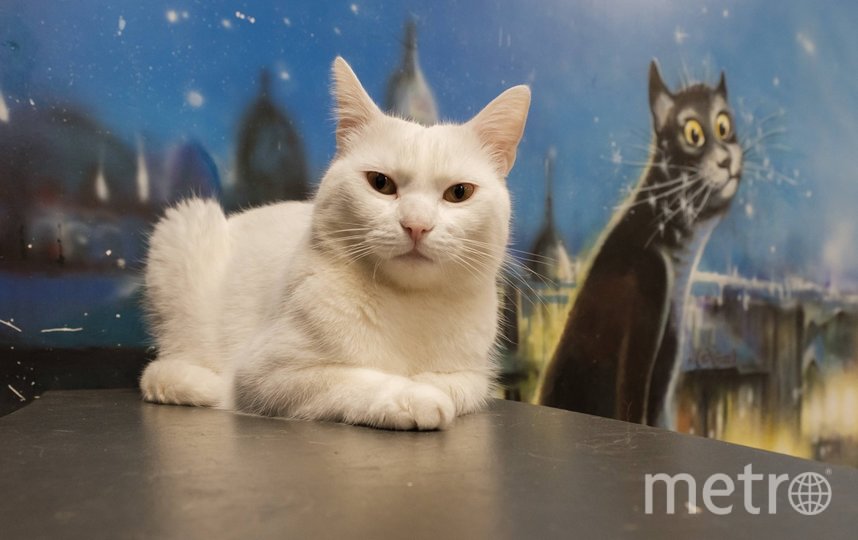Открылась выставка Ольги Клаус "Кошки в предлагаемых обстоятельствах". Фото Алена Бобрович, "Metro"