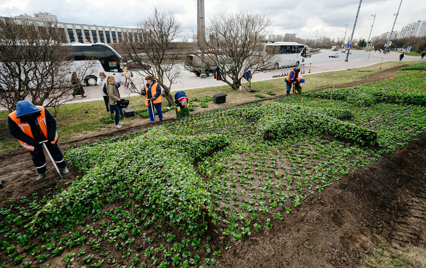 На площади Победы озеленители высадили более 40 тысяч виол, выложив ими звезду. Фото gov.spb.ru
