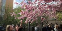 Петербуржцы толпятся в Саду Дружбы, чтобы сделать фотографии распустившейся сакуры 