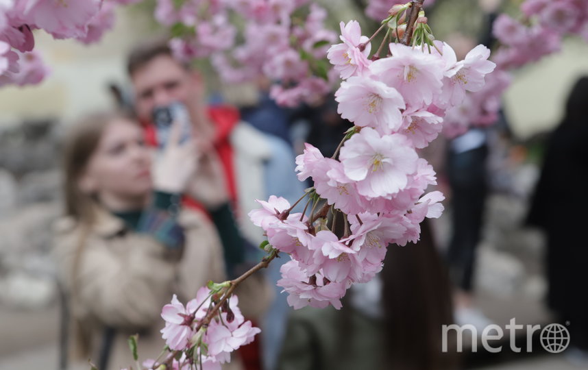 А вот сакура этой весной не подвела: японская вишня в Саду Дружбы цветёт и пахнет.. Фото Игорь Акимов, "Metro"