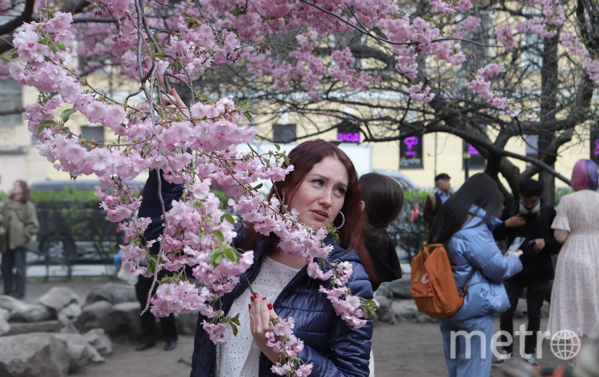 А вот сакура этой весной не подвела: японская вишня в Саду Дружбы цветёт и пахнет. Фото Игорь Акимов, "Metro"