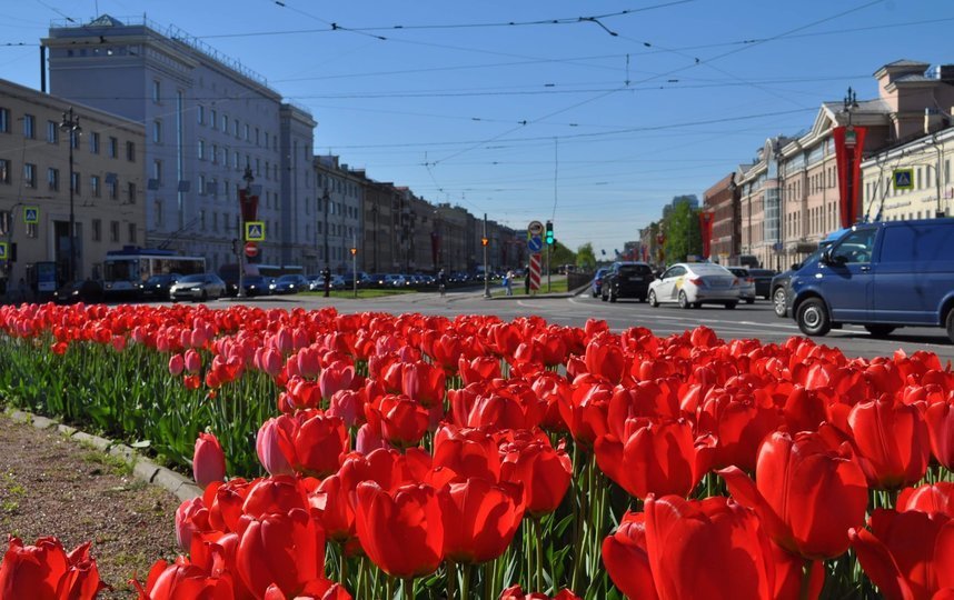 Чтобы тюльпаны распустились, температура должна быть не ниже 15 градусов. Фото gov.spb.ru