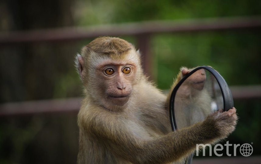 Из-за вспышки оспы обезьян ВОЗ созывает чрезвычайную встречу 