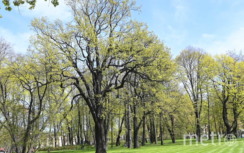 В центр Михайловского сада можно увидеть дуб-памятник. Фото Игорь Акимов, "Metro"