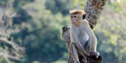 Мир столкнулся с новой угрозой – оспой обезьян: откуда взялся этот вирус и насколько он опасен