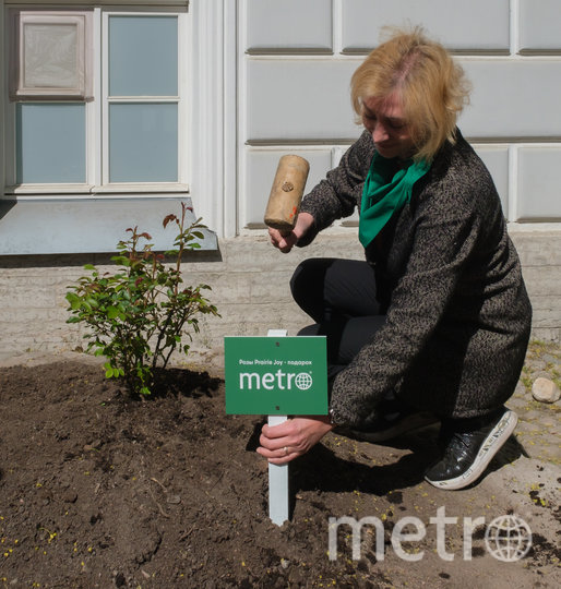 Рядом с высаженными кустами красуются две таблички с логотипом Metro. Фото Алена Бобрович, "Metro"