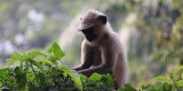 Оспа обезьян может быть искусственно создана в американских биолабораториях