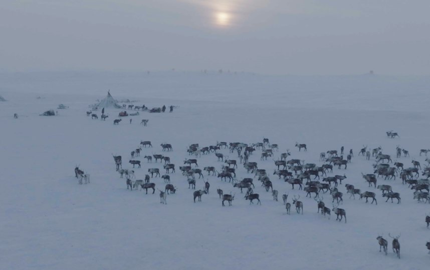 Кадры из фильма "Голоса Арктики". 