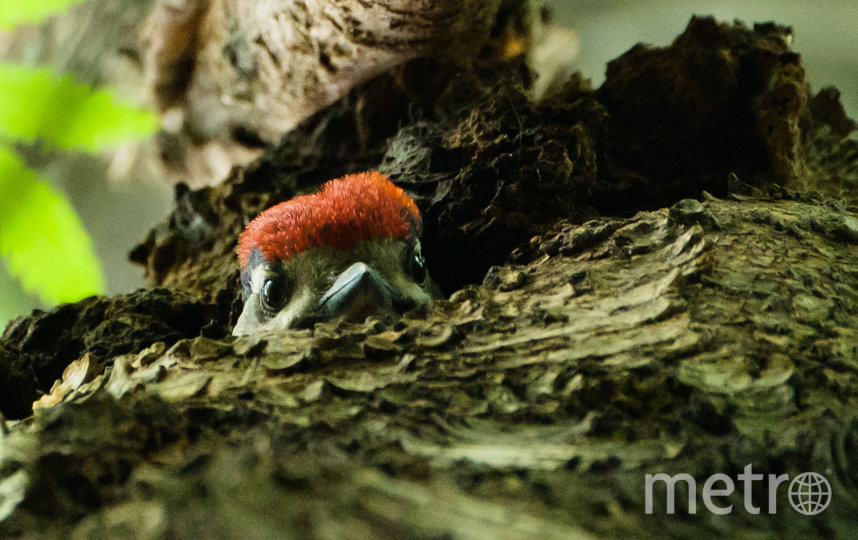 Птенцы дятлов рождаются с красным пушком на голове. Фото Алена Бобрович, "Metro"