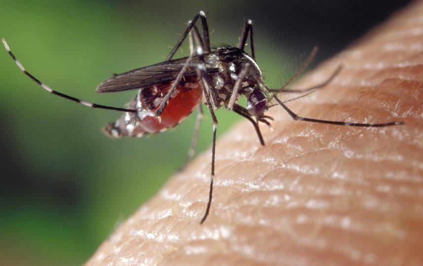 От лихорадки Денге до малярии: какие болезни переносят комары. Фото Pixabay