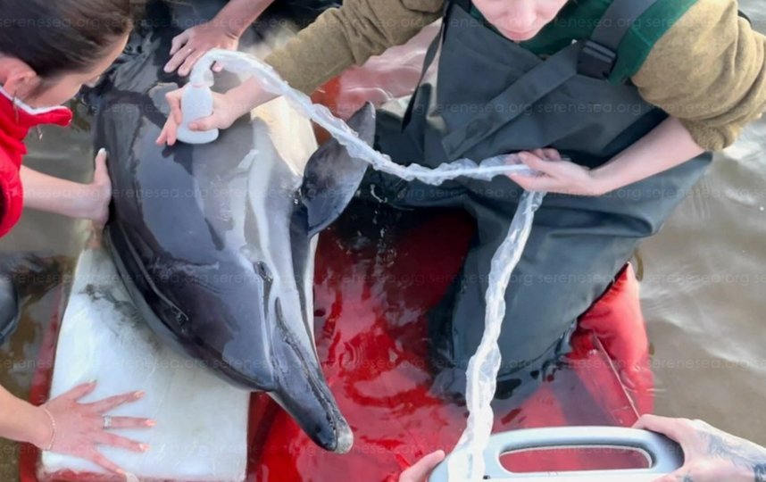 По словам волонтёра Елены Коноваловой, дельфины чаще всего болеют из-за рыболовных сетей, ранений от крючков и инфекций. Фото фотография предоставлена центром "Безмятежное море".