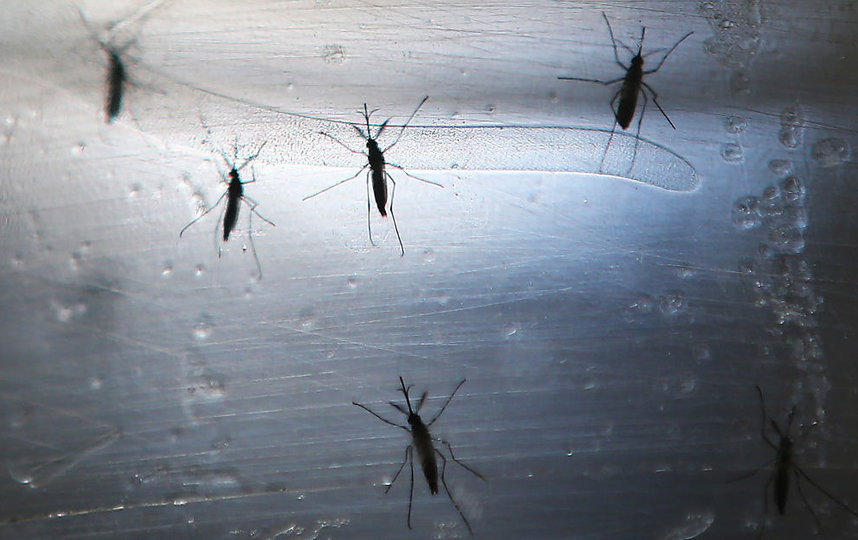 Комары – традиционная летняя головная боль. Фото Getty