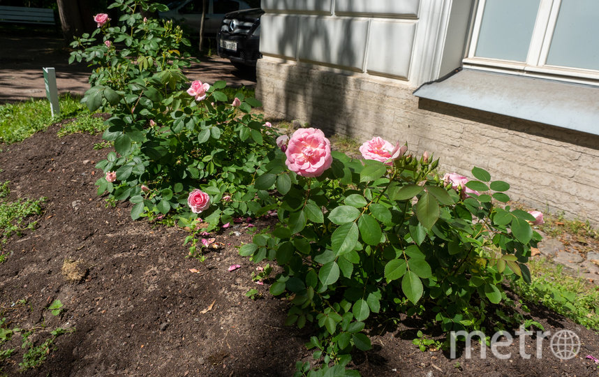 Десять кустов роз посадили в конце мая по случаю 25-летия нашего издания. Фото Игорь Акимов, "Metro"
