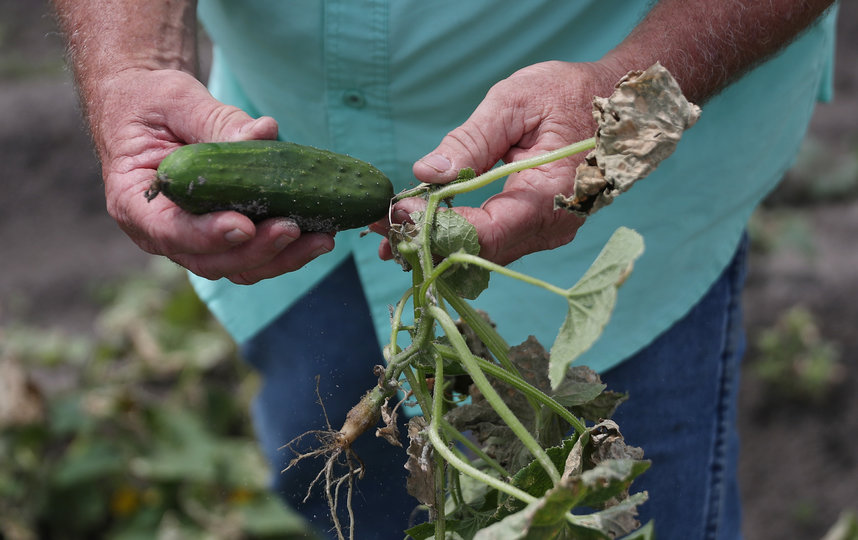 Жара на грядках и в теплице: нужно ли спасать овощи от запредельных температур. Фото Getty