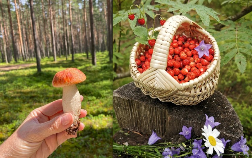 В лесах Ленобласти пошли грибы. Фото Анна Башилова, Анюта Мелехова., vk.com