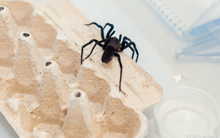 В своей работе ученые использовали шелк Linothele fallax — одного из видов пауков, плетущих паутину не радиально, а полотном. Так ее легче собирать и можно получать в больших объемах. Фото ИТМО