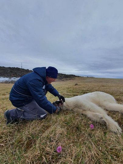 Ветеринары спасли белую медведицу с застрявшей в пасти банкой сгущенки. Фото соцсети