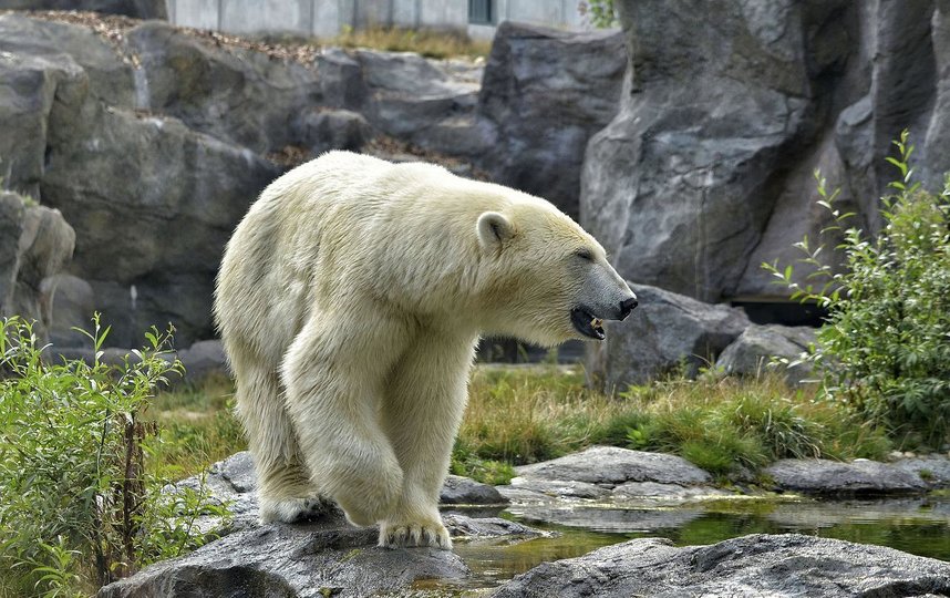 Ветеринары спасли белую медведицу с застрявшей в пасти банкой сгущенки. Фото соцсети