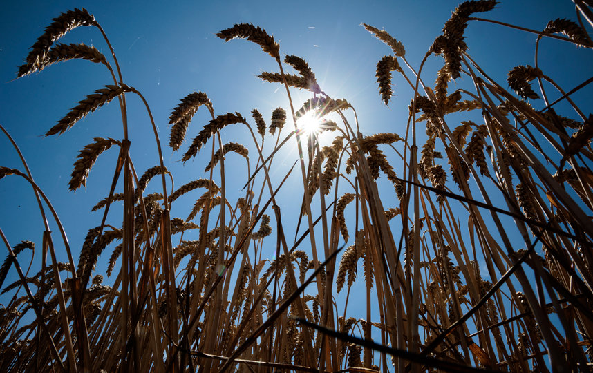 Представители России, Турции, Украины и ООН подписали соглашение по экспорту зерна. Фото Getty