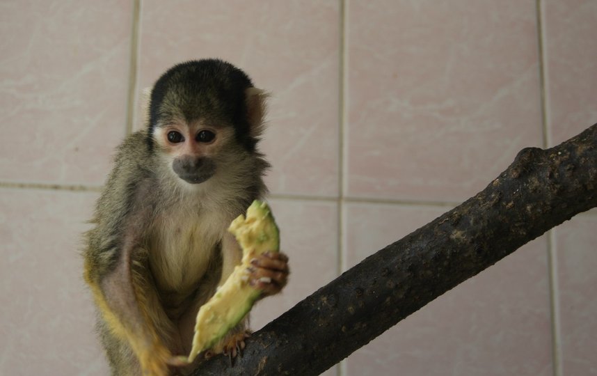 В мире на сегодняшний день выявлено свыше 16 тыс. случаев заражения оспой обезьян. Фото соцсети